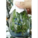 永安蘭園 瓶苗 香莢蘭 波本種 VANILLA_PLANIFOLIA 3瓶(每瓶約20苗)