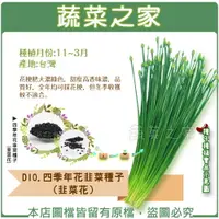 在飛比找樂天市場購物網優惠-【蔬菜之家】D10.四季年花韭菜種子(韭菜花)(共有2種包裝