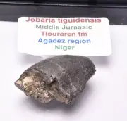 FOSSIL DINOSAUR TOOTH, JOBARIA TIGUIDENSIS, NIGER F61