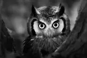 BLACK & WHITE OWL animals high quality Canvas painting Home decor
