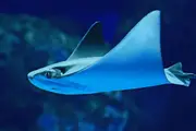 Marine Life Encounter at Cairns Morning - Cairns