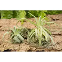 在飛比找蝦皮購物優惠-空鳳 電捲燙  Tillandsia streptophyl