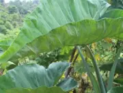 1.5 to 2 OZ Dried Organic Taro Leaves - Product of US