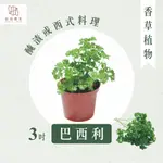 【拈花微笑】巴西利｜洋芫荽｜3吋｜香草植物｜食用植物｜調味料｜泡茶飲用｜沙拉｜甜點｜藥用｜精油｜觀賞