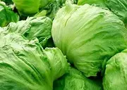 Lettuce Iceberg 200+Seeds Vegetable Garden Salad