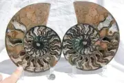 Large Black Ammonite Pair Great Crystals 110myo FOSSIL XXL 190mm 7.5" 1738bb