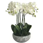 [Florabelle Living] Orchid in Round Clay Pot 62cm White