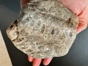 Large Unpolished Lake Michigan Petoskey stone/fossil