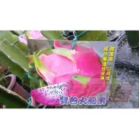 在飛比找蝦皮購物優惠-【花田厝】水果苗_雙色火龍果_ 4.5吋盆 高15-25cm