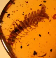 Beautiful Centipede in Burmite Burmese Amber Fossil Gemstone Dinosaur Age