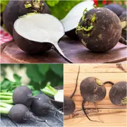 Radish - Black Spanish Round seeds
