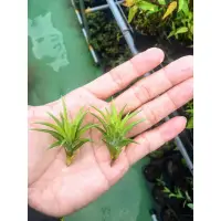 在飛比找蝦皮購物優惠-『525生態植物園』空氣鳳梨 日本第一 T. neglect