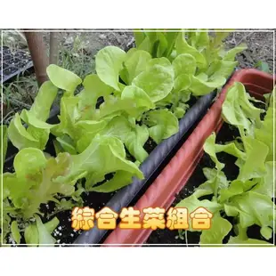 【全店限價免運】新手蔬菜栽培組合有機蔬菜專用花盆、花架上的好搭檔，花槽含底、進口蔬菜專用泥炭土肥料椰纖片【魔豆園】