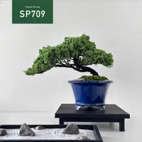 在飛比找蝦皮購物優惠-【Tanaka Bonsai】SP709 珍珠柏盆景(木製展