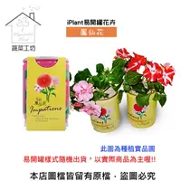 在飛比找PChome24h購物優惠-iPlant易開罐花卉-鳳仙花