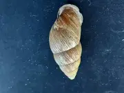 #ABD Cochlostyla Chrysalidiformis, Mindora Philippines, 61.5mm land snail shell