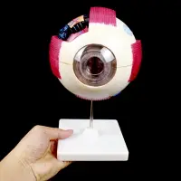 在飛比找樂天市場購物網優惠-眼球解剖模型塑料人體眼球模型6倍大眼睛放大模型眼珠可拆卸眼構