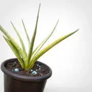 Sansevieria Lady Charm Variegated Rare Uniqe Snake Plant