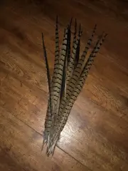 Wild Kansas Pheasant Tail Feathers. 12 Pieces. 19 - 24 inches Shipped W/ Care