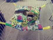Ferret Easter Hideaway Hammock - Colorful Easter Quilt Pattern