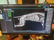 VET xray detector DR panel
