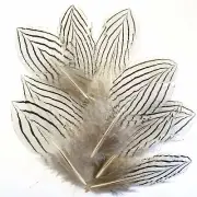 Under 6" Silver Pheasant Tail Feather x 10 pcs - Natural