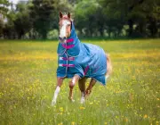 Shires Tempest Original Turnout Sheet Combo Neck (0g Lite)