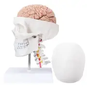 Human Skull Brain Anatomical Model - with Cervical Vertebra Life-Size Anatomy...