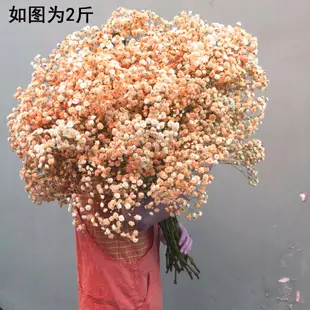 大束天然滿天星干花花束批發客廳裝飾擺件真花插鮮花勿忘我論斤賣