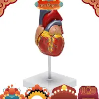 在飛比找蝦皮商城精選優惠-1:1人體心臟模型,解剖準確心臟模型真人大小人體骨骼解剖科學