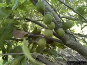 Macadamia Gouros Tree - Mac.tetraphylla x integrifolia