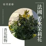 植得｜法國香水茉莉花·黃花茉莉｜多年生常綠木質藤本香花植物