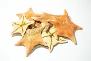 NessaStores Bat Starfish Sea Shell Beach Wedding Real Craft 3" -4"(7 pcs) #JC-53