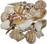 2 Indian Mix Assorted 1-3" Craft Seashells (Set of 2 Kilos/4.4 lbs) Appx 100 pc