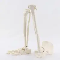 在飛比找蝦皮商城優惠-脚掌脚骨關節模型帶脛腓骨和股骨骨盆人體骨骼模型醫學教學MJG