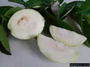 Buy Guava Starlings White Fruit Trees - Less seeds (Psidium guajava)