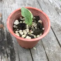 在飛比找蝦皮購物優惠-多肉植物 - 闊葉油點百合錦