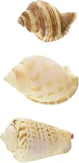 Hermit Crab Growth Shell Sm 3pk