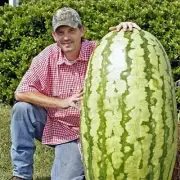 50 Giant Watermelon Seeds Melon Organic Fruit