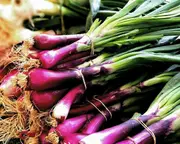 SPRING ONION 'Red Beard' seeds