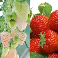 在飛比找蝦皮購物優惠-水果草莓種子盆栽草莓四季都可以種四季易播陽臺種苗