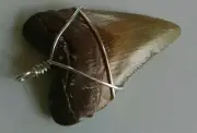 Baby Megalodon Shark Tooth Necklace / pendant