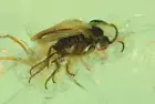 Nice Fungus Gnat Mycetophiloidea. Fossil insect Baltic amber stone #9715