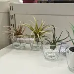代購 IKEA 人造植物 3件組 空氣草 空氣鳳梨
