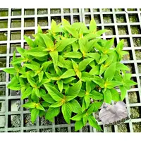 在飛比找蝦皮購物優惠-[鳳梨鼠尾草盆栽] 5吋盆活體香草植物盆栽, 可食用可泡茶可