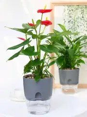 2 Layer Self Watering Plant Flower Pot With Water Container Self Watering Pot VN