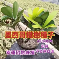 在飛比找蝦皮購物優惠-🌿台灣花球迷種業🌿【墨西哥鐵樹種子】精選種籽鳳尾蕉鐵樹叉葉鐵