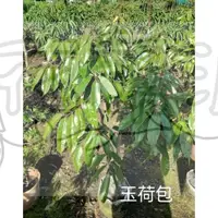 在飛比找蝦皮購物優惠-花幫派_水果苗—玉荷包荔枝--黑葉荔枝~ 滋味香甜可口 /8