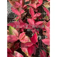 在飛比找蝦皮購物優惠-☆萬花叢★觀葉植物★【紅龍粗勒草】★5吋盆★高約10-20c