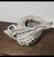 Esschert Design Short Conch Shell Planter Fiberglass 15 Inches